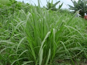 花楓便11月号　アロマオイル