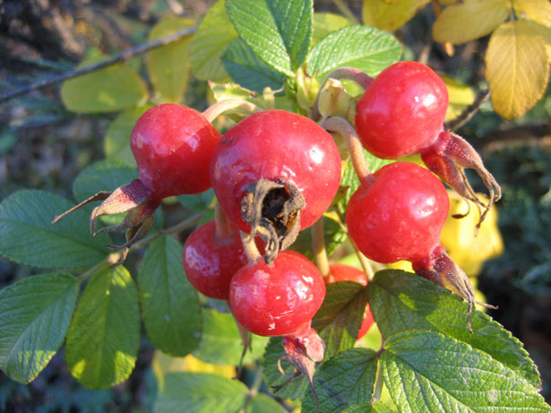 花楓便　7月号 夏の美肌にローズヒップ