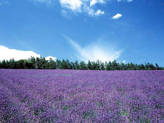 花楓便　7月号 日焼けケアはラベンダーにお任せ！?