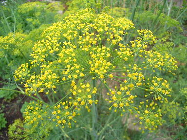 花楓便9月号　夏の余分はハーブティーでデトックス