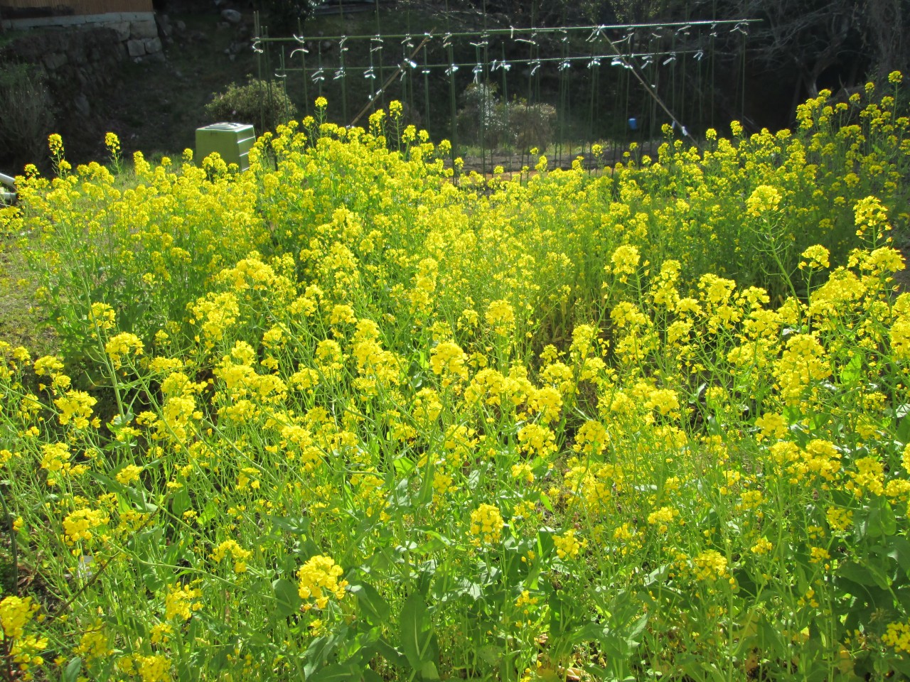 【大桑店】菜の花が咲きました