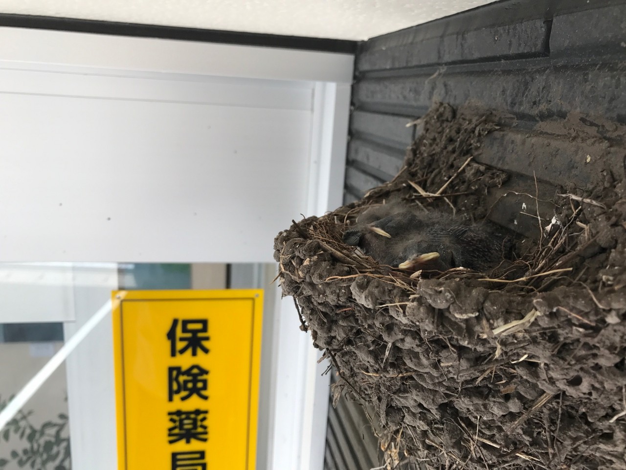 【やさか店】お店の入口近くにツバメが巣を作りました