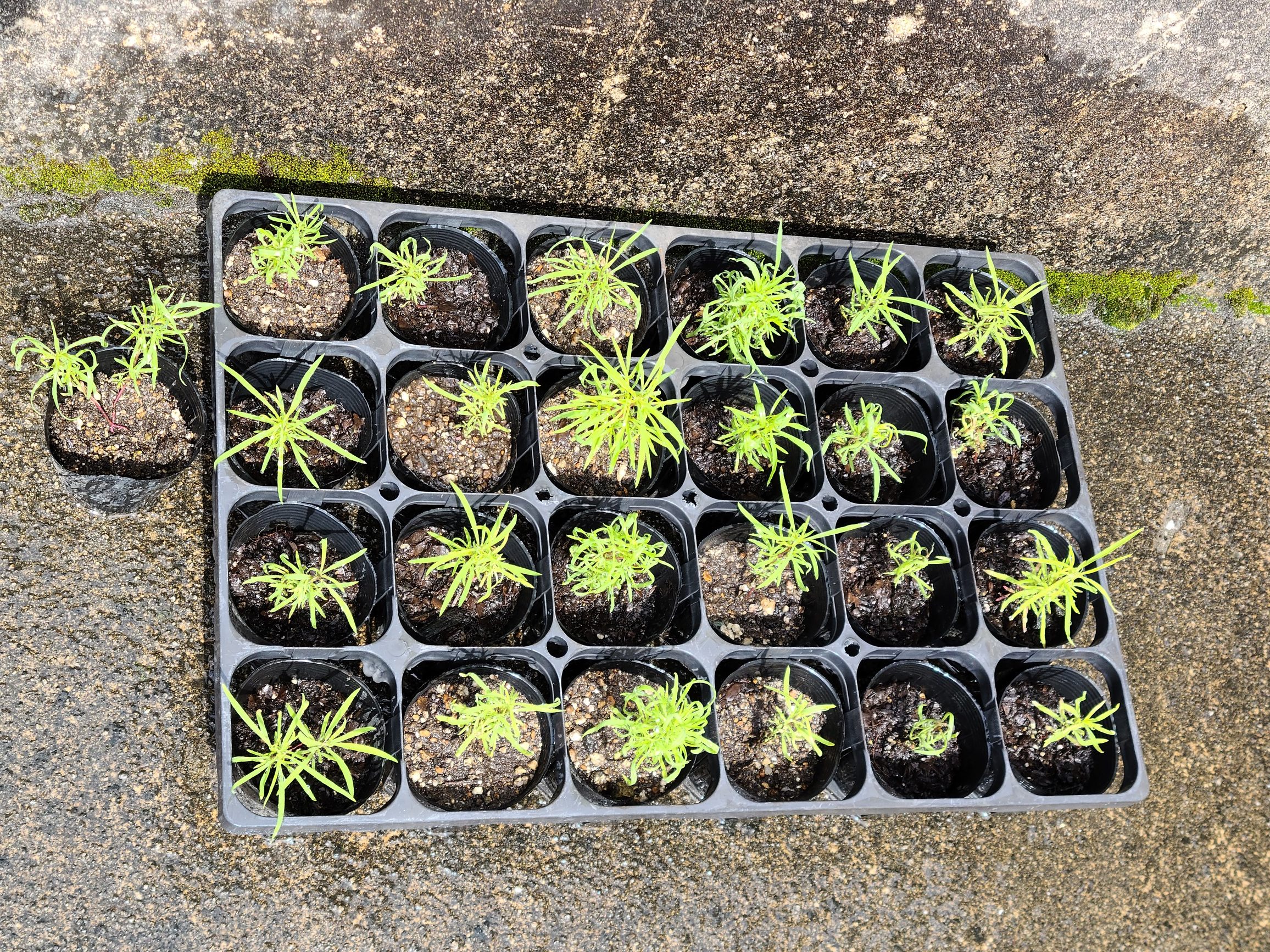 【坂下店】はなの木薬局 園芸部2021①