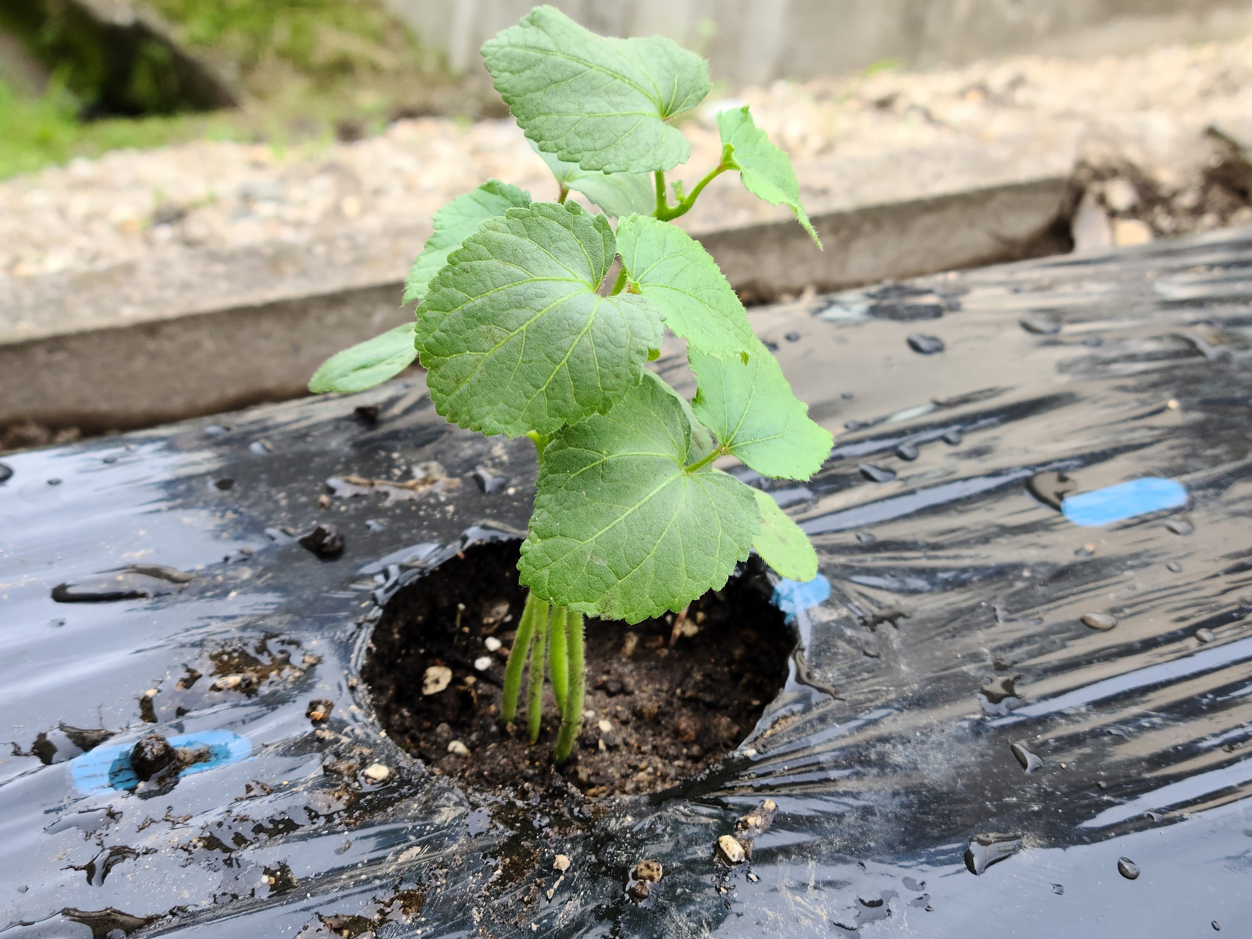 【坂下店】はなの木薬局 園芸部2021② オクラ栽培その1