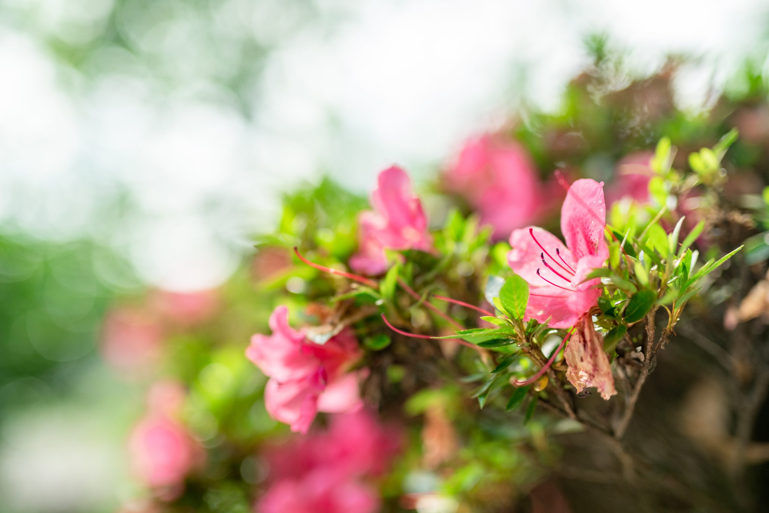 大徳はなの木薬局 開局時間変更について