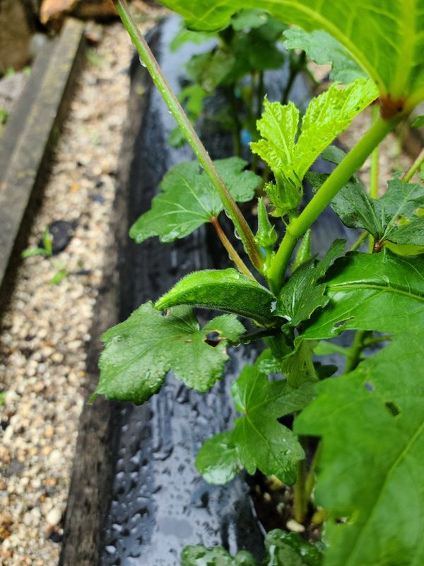 【坂下店】はなの木薬局 園芸部2021② オクラ栽培その３