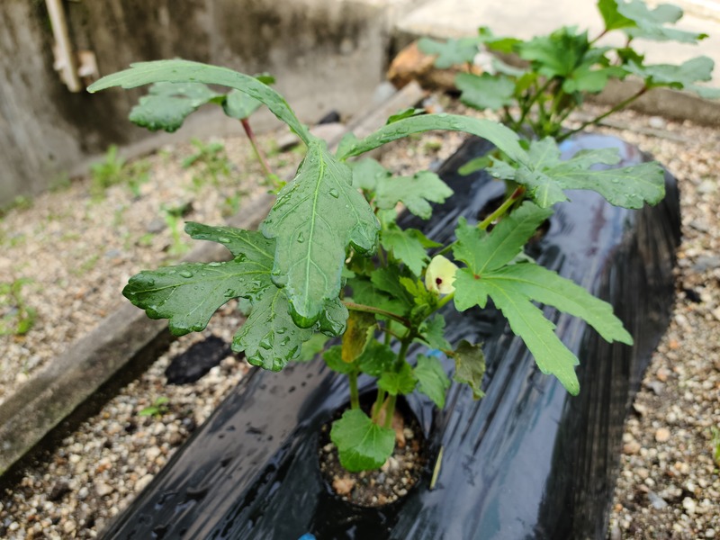 【坂下店】はなの木薬局 園芸部2021② オクラ栽培その２