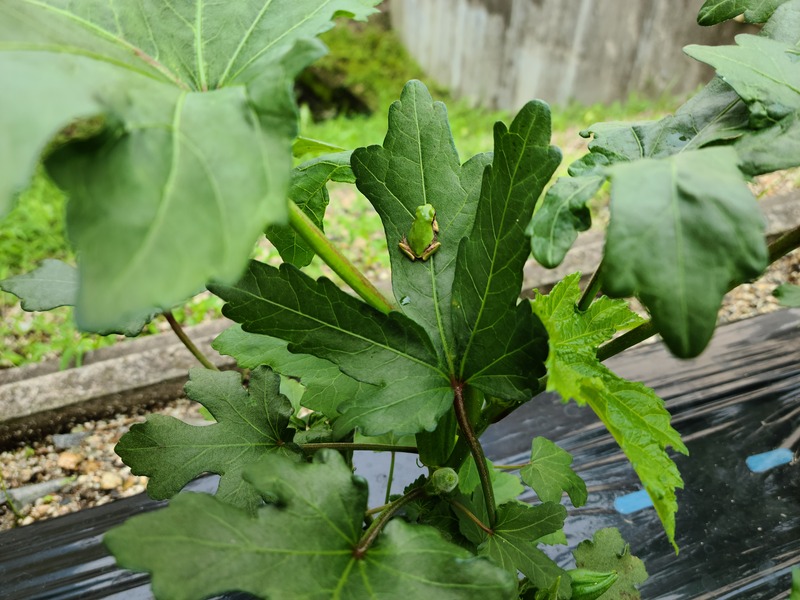 【坂下店】はなの木薬局 園芸部2021② オクラ栽培その５