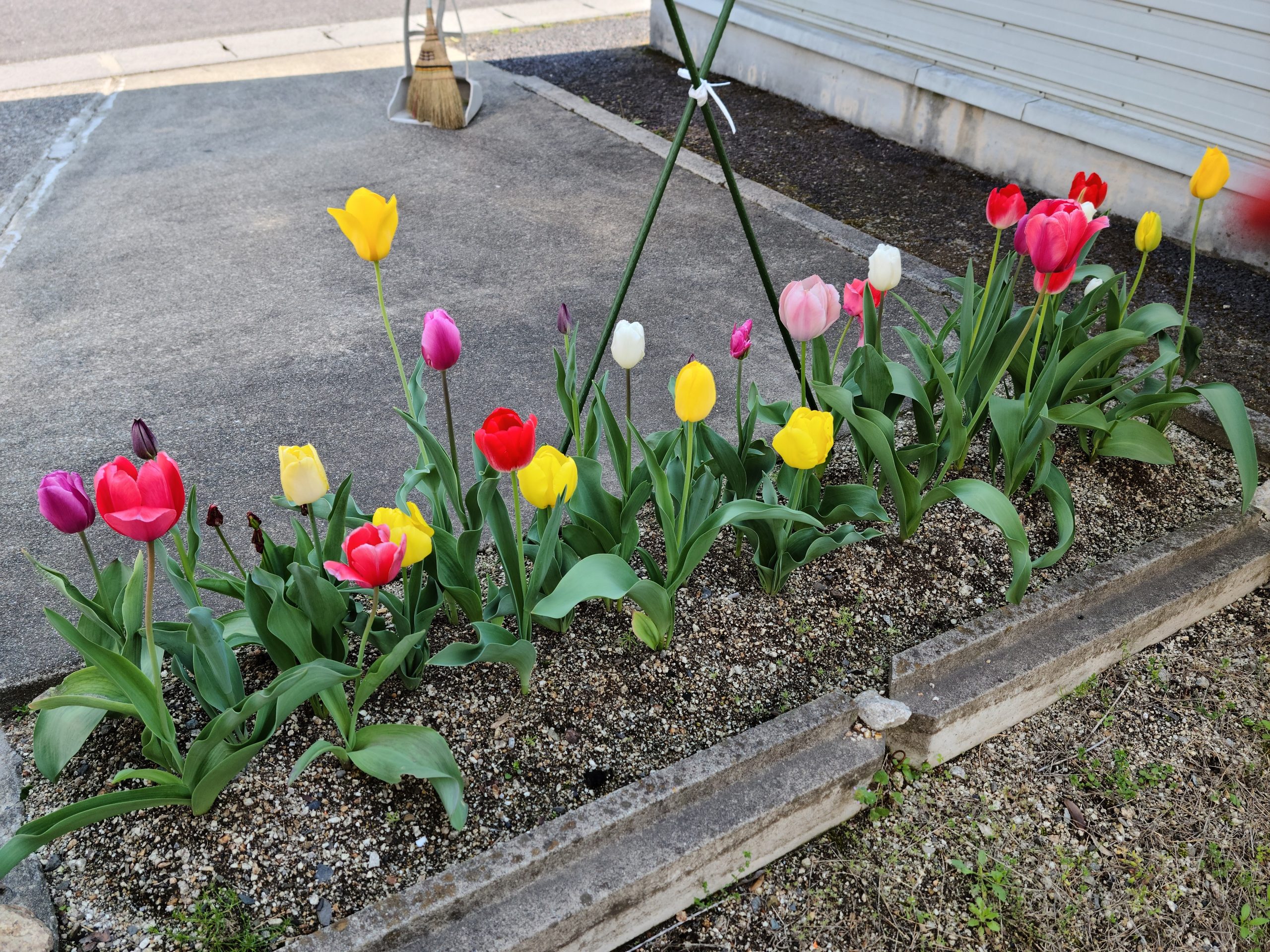 【坂下店】はなの木薬局 園芸部2022①